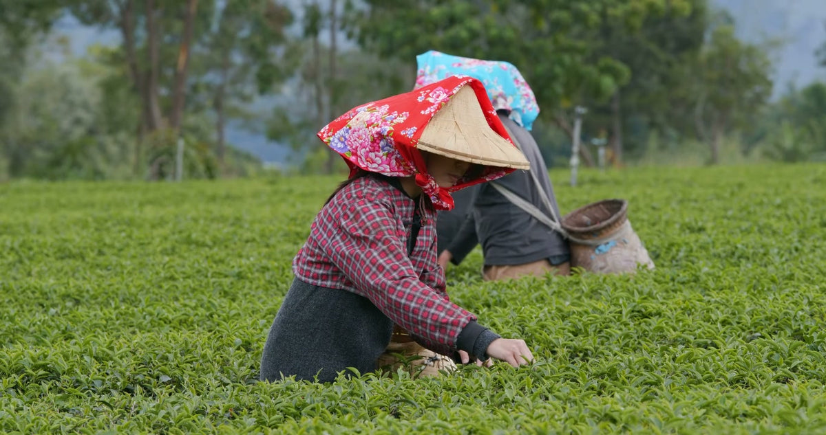 Tea harvesting in the farm film from Alfuzon's original About Us page